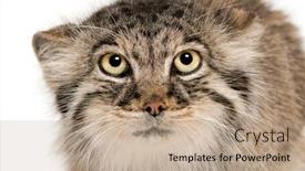  Presentation with cat - Slide set consisting of pallas-s-cat-otocolobus-manul background and a coral colored foreground