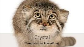  Presentation with cat - Colorful slide set enhanced with pallas-s-cat-otocolobus-manul backdrop and a coral colored foreground