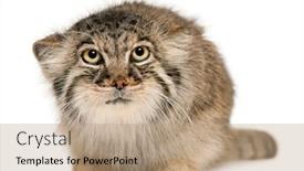  Presentation with cat - Slide deck having pallas-s-cat-otocolobus-manul background and a coral colored foreground
