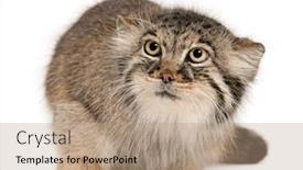  Presentation with cat - Theme having pallas-s-cat-otocolobus-manul background and a coral colored foreground