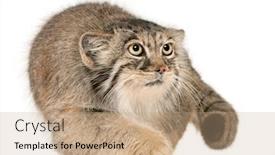  Presentation with cat - Audience pleasing PPT layouts consisting of pallas-s-cat-otocolobus-manul backdrop and a coral colored foreground