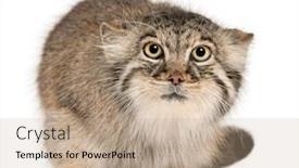  Presentation with cat - Slide deck featuring pallas-s-cat-otocolobus-manul background and a coral colored foreground