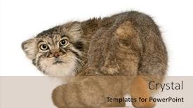  Presentation with cat - Cool new theme with pallas-s-cat-otocolobus-manul backdrop and a coral colored foreground