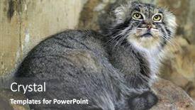  Presentation with cat - Cool new theme with pallas-s-cat-otocolobus-manul backdrop and a dark gray colored foreground