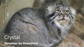  Presentation with cat - Cool new PPT theme with pallas-s-cat-otocolobus-manul backdrop and a gray colored foreground