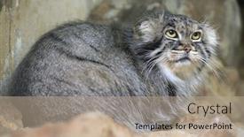  Presentation with cat - Presentation design with pallas-s-cat-otocolobus-manul background and a coral colored foreground