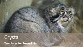  Presentation with cat - Audience pleasing PPT theme consisting of pallas-s-cat-otocolobus-manul backdrop and a coral colored foreground
