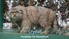  Presentation with cat - Amazing PPT theme having pallas-s-cat-otocolobus-manul backdrop and a ocean colored foreground