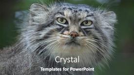  Presentation with cat - Slides with pallas-s-cat-otocolobus-manul background and a dark gray colored foreground