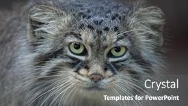  Presentation with cat - Cool new PPT theme with pallas-s-cat-otocolobus-manul backdrop and a gray colored foreground
