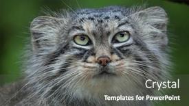  Presentation with cat - Slide set consisting of pallas-s-cat-otocolobus-manul background and a gray colored foreground