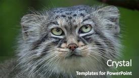  Presentation with cat - Cool new theme with felidae - pallas's cat otocolobus manul also backdrop and a tawny brown colored foreground