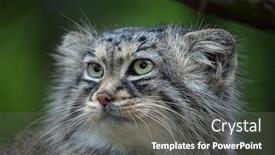  Presentation with cat - Presentation design featuring pallas-s-cat-otocolobus-manul background and a dark gray colored foreground