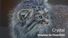  Presentation with cat - Colorful PPT theme enhanced with pallas-s-cat-otocolobus-manul backdrop and a dark gray colored foreground