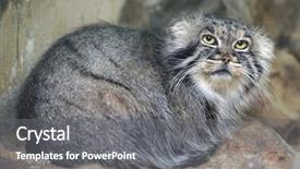  Presentation with cat - PPT theme enhanced with pallas's cat otocolobus manul background and a  colored foreground