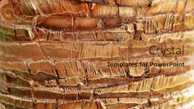  Presentation with palm - Beautiful presentation design featuring coconut timber - palm bark background backdrop and a red colored foreground