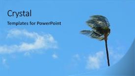  Presentation with wind - Cool new presentation theme with palm blowing in the wind backdrop and a light blue colored foreground