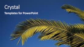  Presentation with blue sky - Presentation having palm branches and clear blue background and a ocean colored foreground