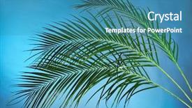  Presentation with palm tree - Audience pleasing theme consisting of palm branches on the blue backdrop and a  colored foreground