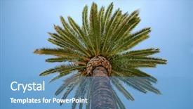  Presentation with date palm - Audience pleasing presentation design consisting of palm crown backdrop and a teal colored foreground