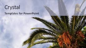  Presentation with date palm - Beautiful slides featuring palm dates backdrop and a light blue colored foreground