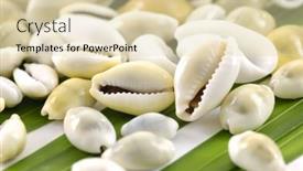 Presentation with shells - Colorful slides enhanced with palm leaf and shells on white backdrop and a lemonade colored foreground