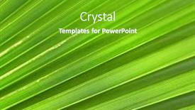  Presentation with palm - 