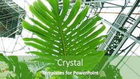  Presentation with botanical garden - PPT theme enhanced with palm leaf in botanical garden background and a shamrock green colored foreground