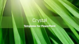  Presentation with tropical forest - Cool new presentation theme with palm-leaf-in-tropical-forest backdrop and a shamrock green colored foreground
