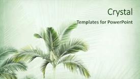 Presentation with antique paper texture - Presentation consisting of palm leaf old grunge antique background and a sky blue colored foreground