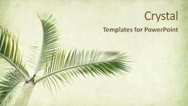  Presentation with antique paper texture - Colorful presentation theme enhanced with palm leaf old grunge antique backdrop and a soft green colored foreground
