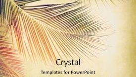  Presentation with antique paper texture - Slides having palm leaf old grunge antique background and a lemonade colored foreground