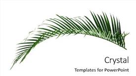  Presentation with date palm - PPT theme featuring palm leaf on white background background and a white colored foreground