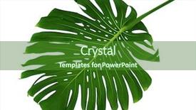  Presentation with palm - PPT layouts having palm leaf on white background background and a forest green colored foreground
