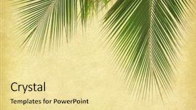  Presentation with old paper - Beautiful slide set featuring palm leaf with old paper backdrop and a blonde colored foreground