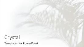  Presentation with shadow - Presentation design with palm-leaf-with-shadow background and a white colored foreground