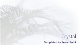  Presentation with shadow - Beautiful presentation theme featuring palm-leaf-with-shadow backdrop and a sky blue colored foreground