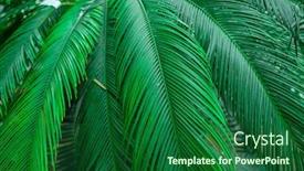  Presentation with palm leaves - Presentation design featuring palm-leaves-detail-close-up background and a forest green colored foreground