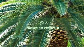  Presentation with palm leaves - 