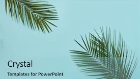  Presentation with palm leaves - Colorful theme enhanced with palm leaves in the corners backdrop and a light blue colored foreground