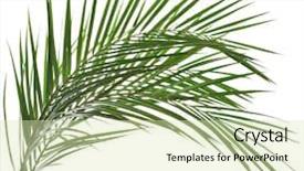  Presentation with palm leaves - Colorful presentation theme enhanced with palm leaves isolated on white backdrop and a soft green colored foreground