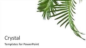  Presentation with palm leaves - Cool new PPT layouts with palm leaves isolated on white backdrop and a white colored foreground