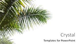  Presentation with palm leaves - Colorful PPT layouts enhanced with palm-leaves-isolated-on-white backdrop and a white colored foreground
