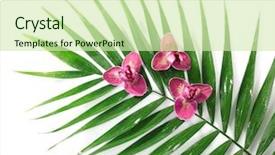  Presentation with palm leaves - Amazing slides having palm leaves isolated on white backdrop and a  colored foreground