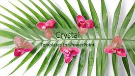  Presentation with palm leaves - Beautiful slides featuring palm leaves isolated on white backdrop and a  colored foreground