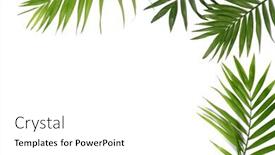  Presentation with palm leaves - Cool new PPT layouts with palm-leaves-on-white-background backdrop and a white colored foreground
