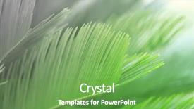  Presentation with palm leaves - Slide deck having palm leaves retro stylization close-up background and a seafoam green colored foreground