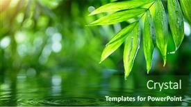  Presentation with palm leaves - PPT theme with palm-leaves-with-water-surface background and a forest green colored foreground