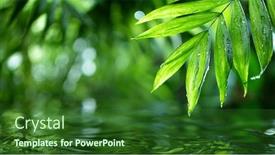  Presentation with palm leaves - Cool new presentation with palm-leaves-with-water-surface backdrop and a forest green colored foreground