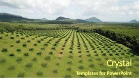  Presentation with oil palm plantation - Presentation theme with palm oil plantation aerial photo background and a tawny brown colored foreground